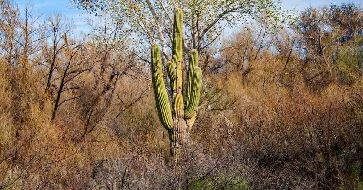Cactus as seen from Loop 202 in Gilbert AZ