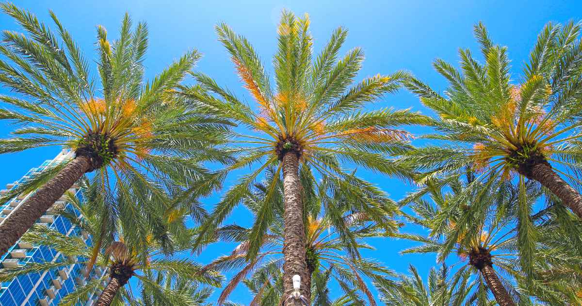 Palm trees in the River Arts District of Tampa.